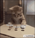 cat-answer-bop-question