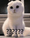 question-mark-cat (1)