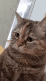 cat-depressed