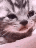 crying-cat-sad-cat