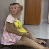 monkey-dress