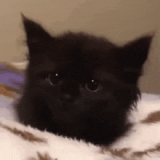 sad-cat