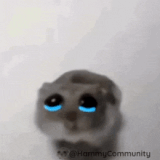 sad-hamster-sadhamster (1)