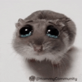 sad-hamster-sadhamster