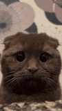 sahnap-cat