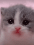 stupid-crying-cat-kitty