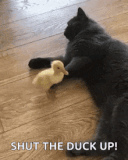 cat-duckling