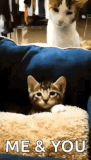 cat-kitten
