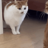 kitty-slap-kat-slap