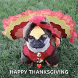 dog-turkey-costume
