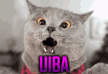 cat-uiba