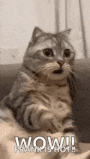 shocked-surprised