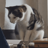 cat-puke-rudy-cat