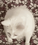 cecesgif-ceceegifs