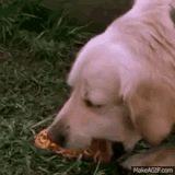 dog-puke