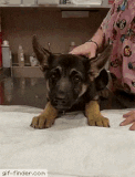 dog-vomit