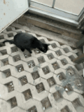 maggie-the-cat-cat