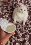 vomiting-cat