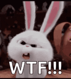 bunnies-what