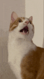 cat-amazing
