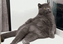 cat-wtf-cat-huh
