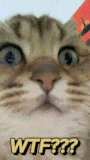 cat-wtf