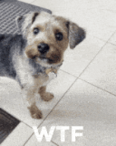 wtf-yorkie