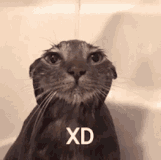 cat-shower-xd
