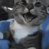 cute-cat-excited-xd