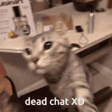 dead-chat-cheese-cat