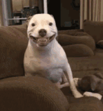 perro-xd-xd