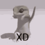 xds