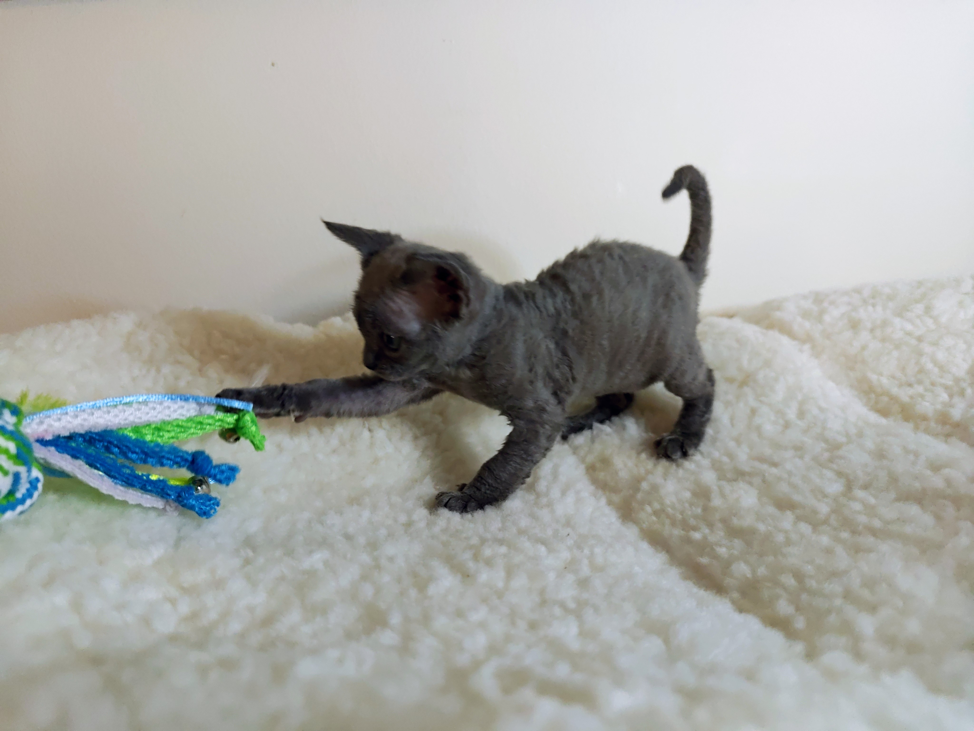 Mymlan´s Nala 6 v
