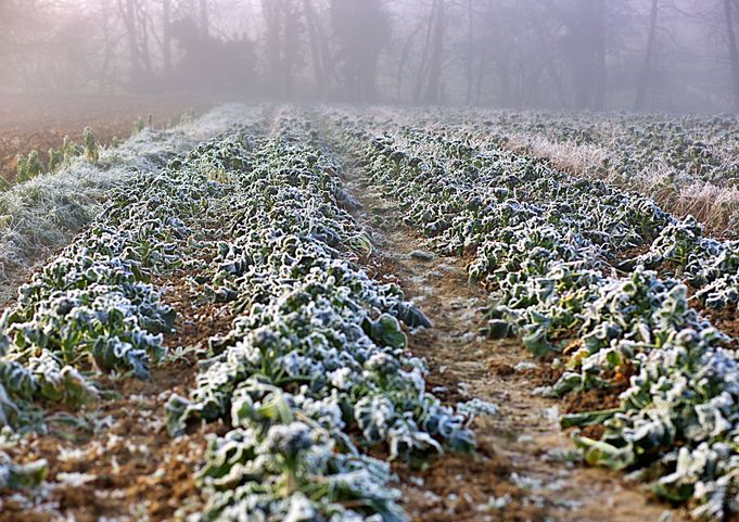 Project Farm Winter 21R