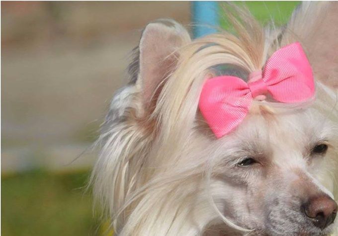 Sweet Sunshine Eyes van 't Vliegend Peerd