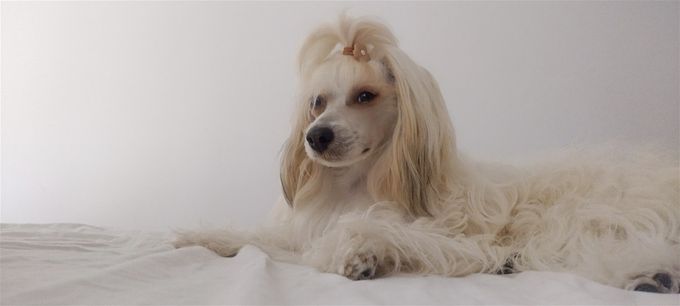 Ubbe (powderpuff)