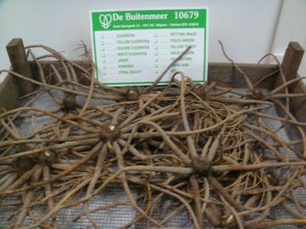 Naar het schijnt werden deze wortels ooit als een delicatesse gegeten, maar ook voor de productie van lijm gebruikt. 