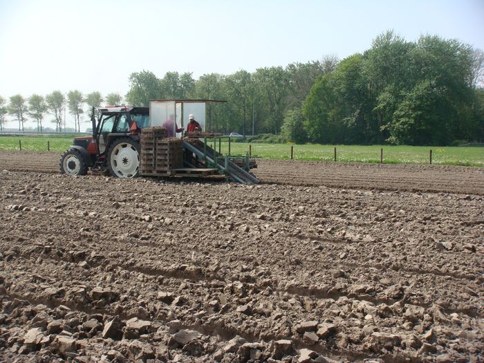 Bollen worden geplant.
