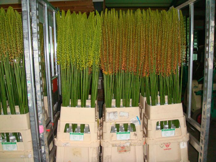 Klaar voor transport naar veiling Flora Holland.
























