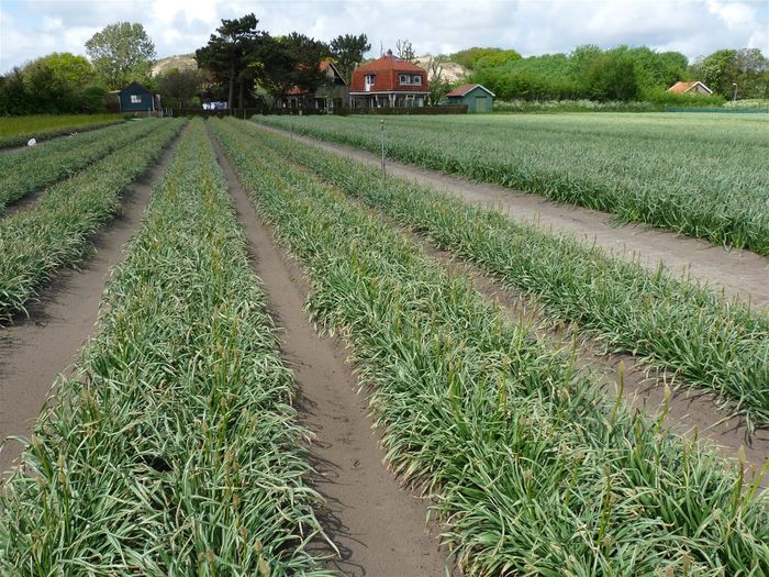 Eind mei, het blad is uitgegroeid en nu krijgt de bloem al wat lengte.
