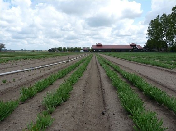 Eind April , het gewas staat nu bijna overal boven de grond.