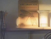 Jacqueline Mesmaeker