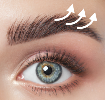Eltville Rheingau Geisenheim Augenbrauen Eyebrow Lifting