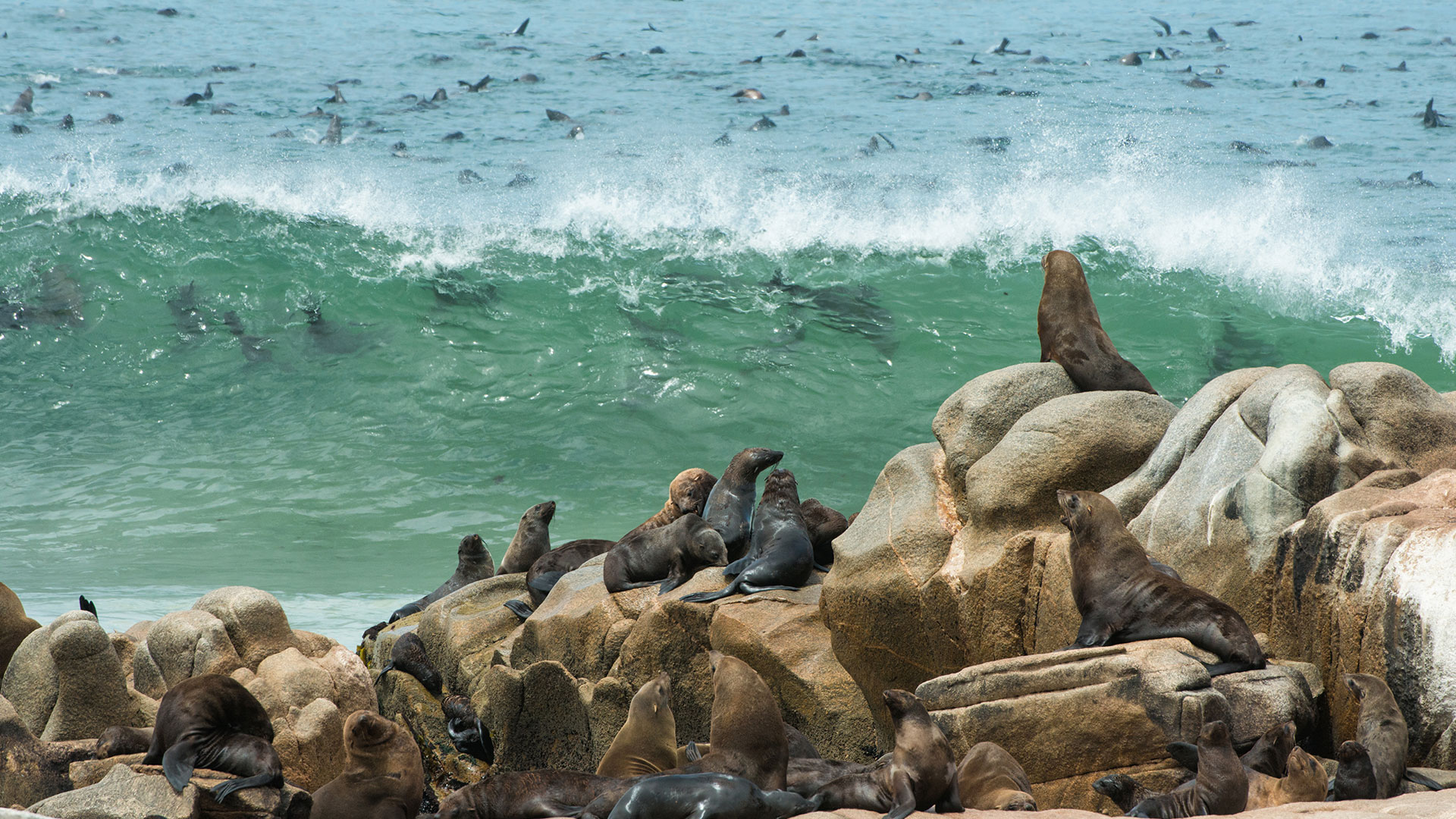 Cape-Fur-Seal-Colony-at-Cape-Cross-Namibia-Copywrite-Wilderness