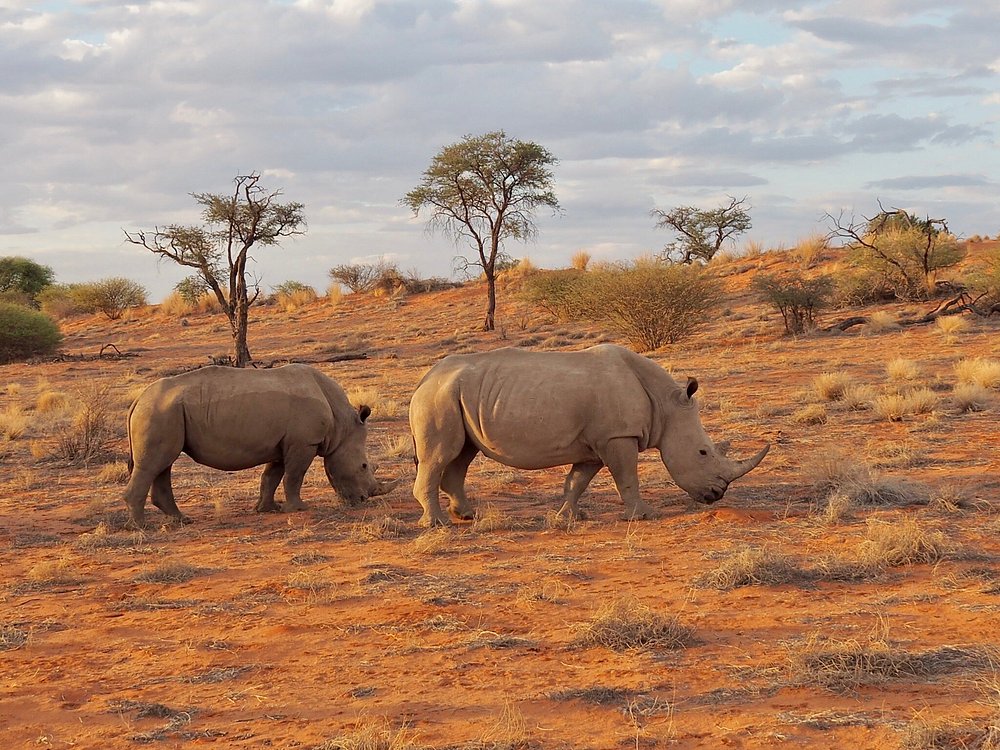 Intu Afrika Camelthorn Lodge3