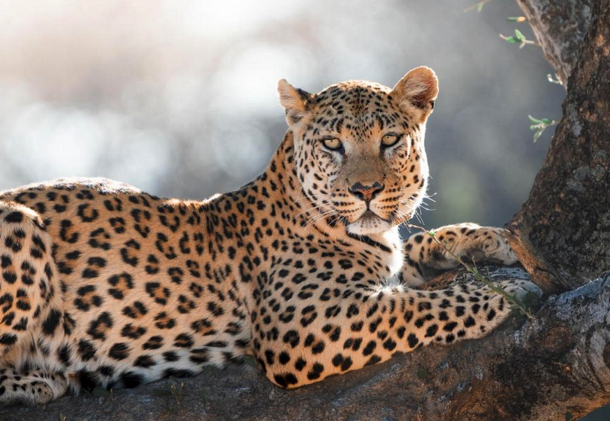 Okonjima plains camp6