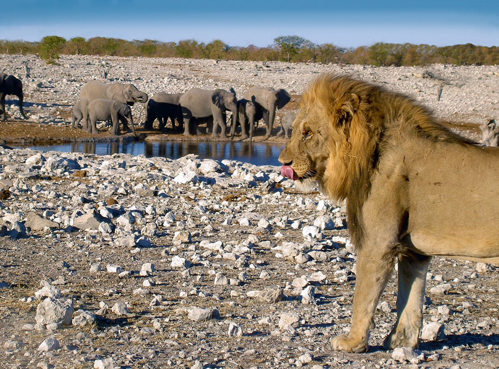 etosha-lion