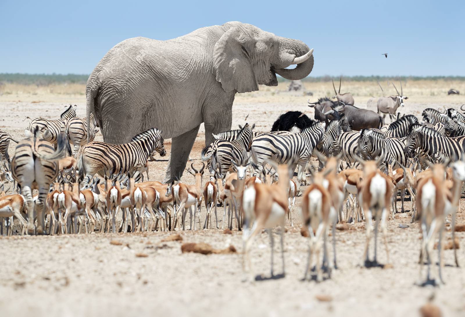 namibie-etosha-olifant-gamedrive-waterplaats-1600