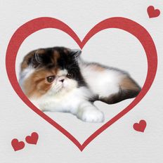 Darling