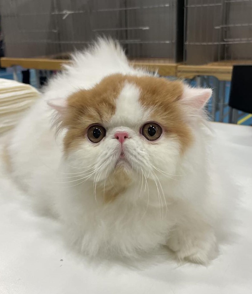 Dynamite på showbord